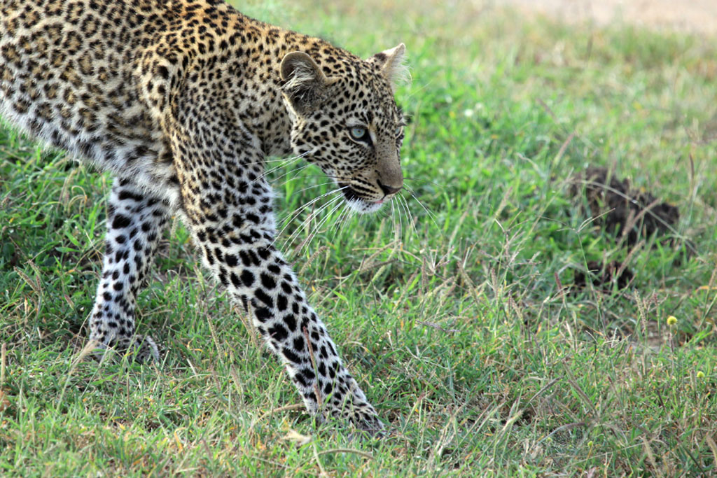 LEOPARD