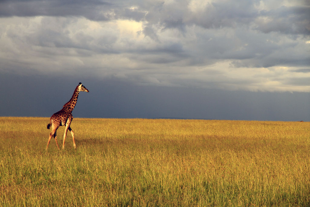 masaimara