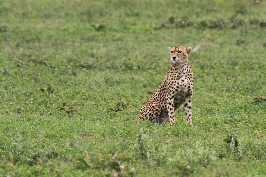 Gepard v Ngorongoro
