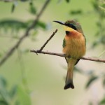 bee eater