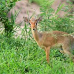 dikdik