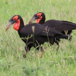 Hornbil