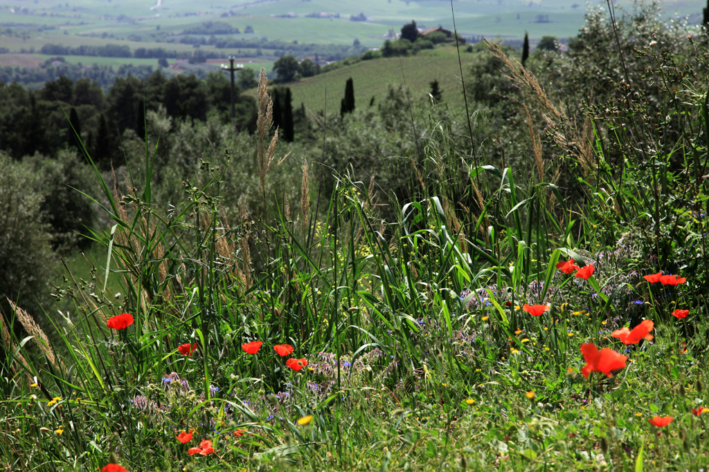 Cvetoči mak v Toskani