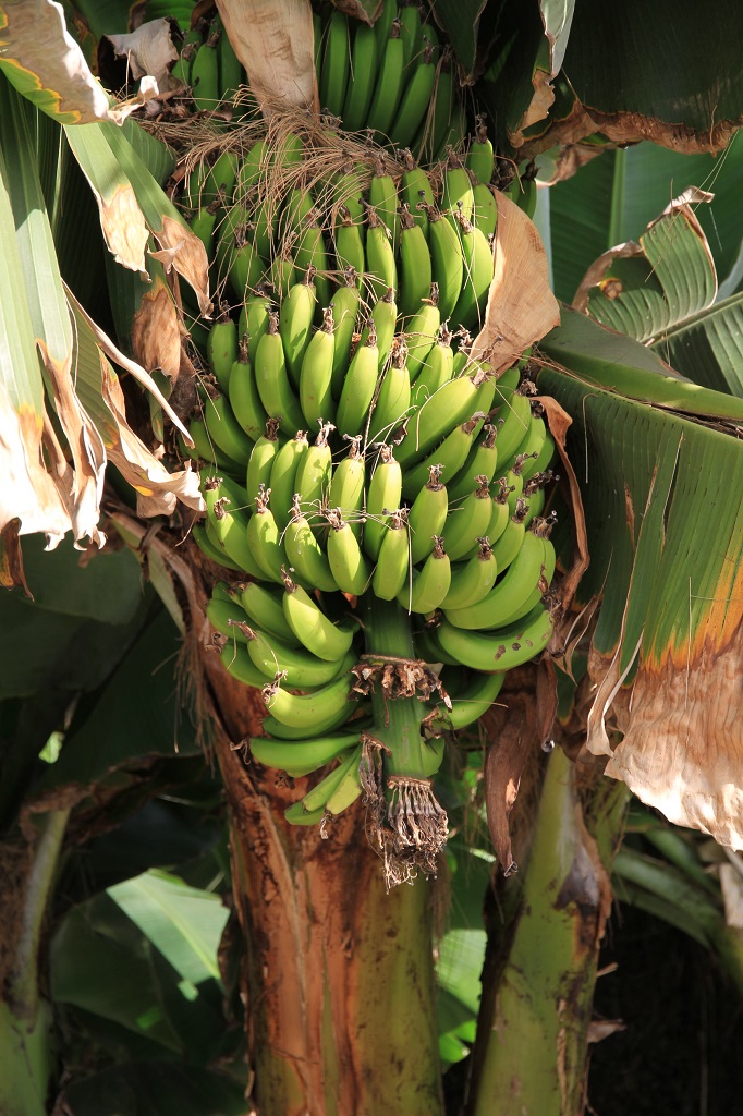 Banane rastejo na vsakem koraku
