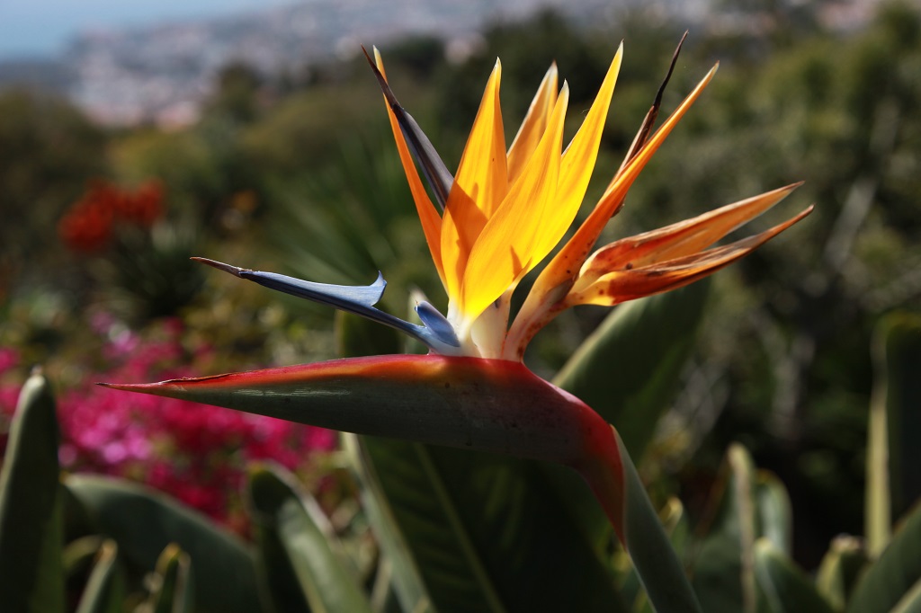 Vsepovsod po Madeiri rastejo čudovite strelicije. Ta je iz botaničnega vrta.