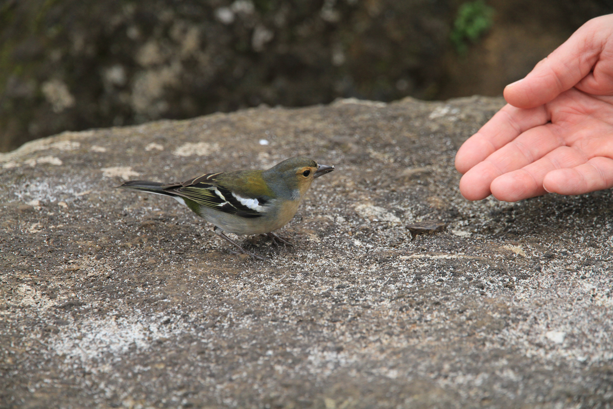 Na koncu poti Levada, se je ptiček zaupljivo približal Damirjevi roki in iskal hrano