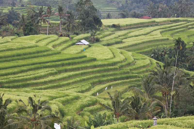 Mehke terase riževih polj valovijo