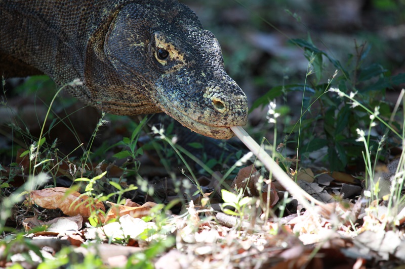 Komodoški varani so mešanica kače in krokodila