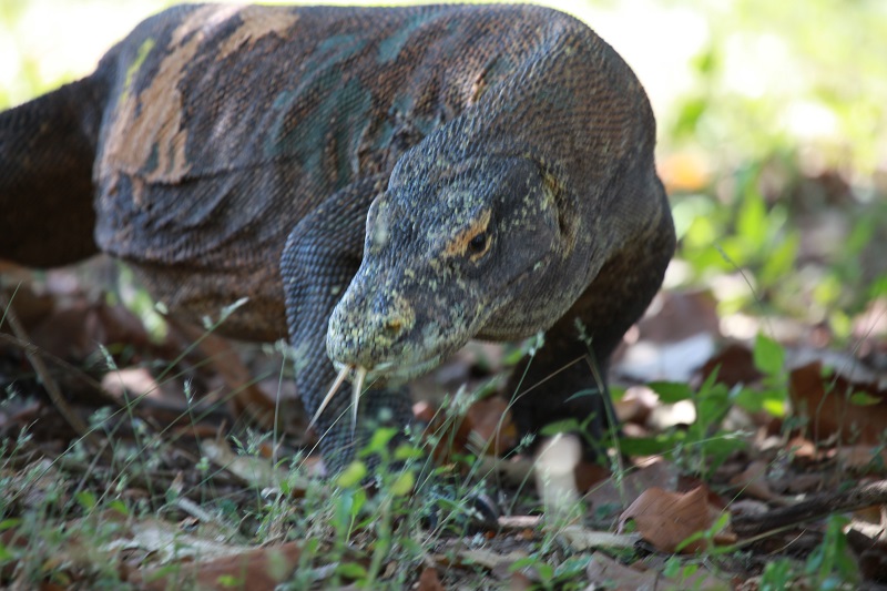 Varan