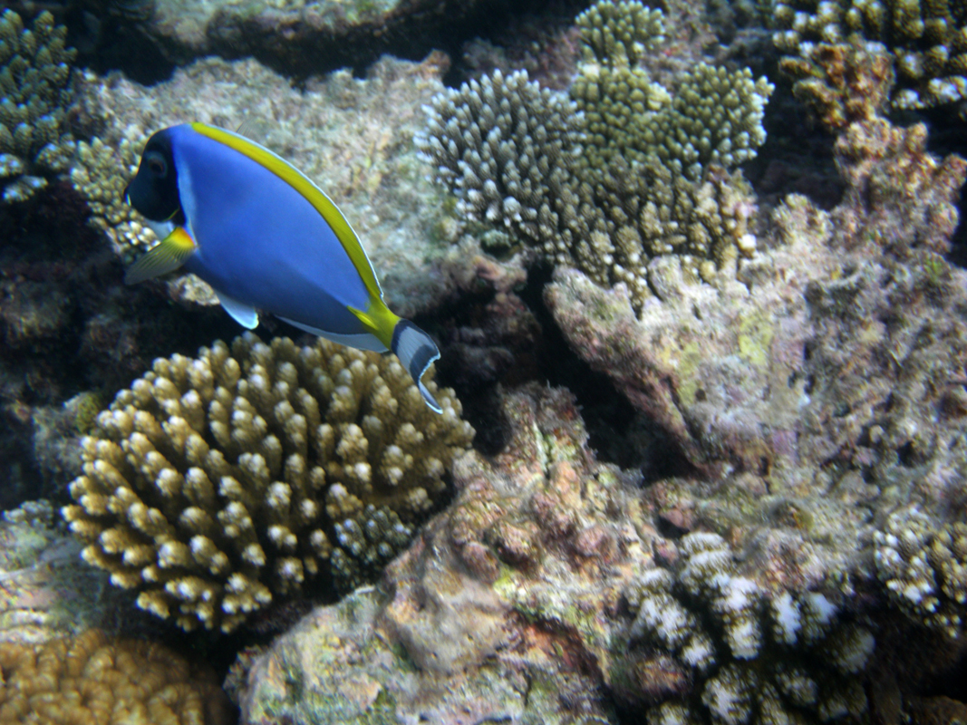 Pisane ribice se pasejo med koralami