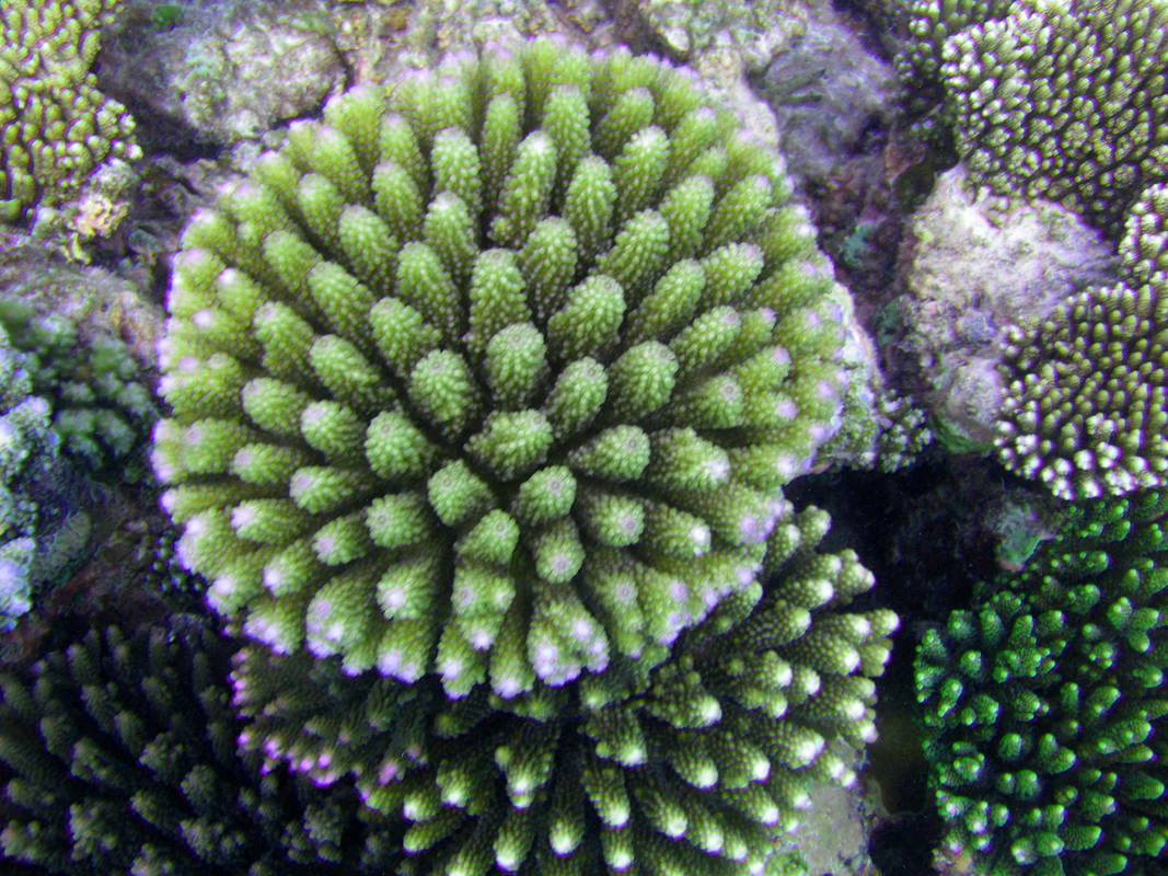 Korale so kot podvodni šopki rož