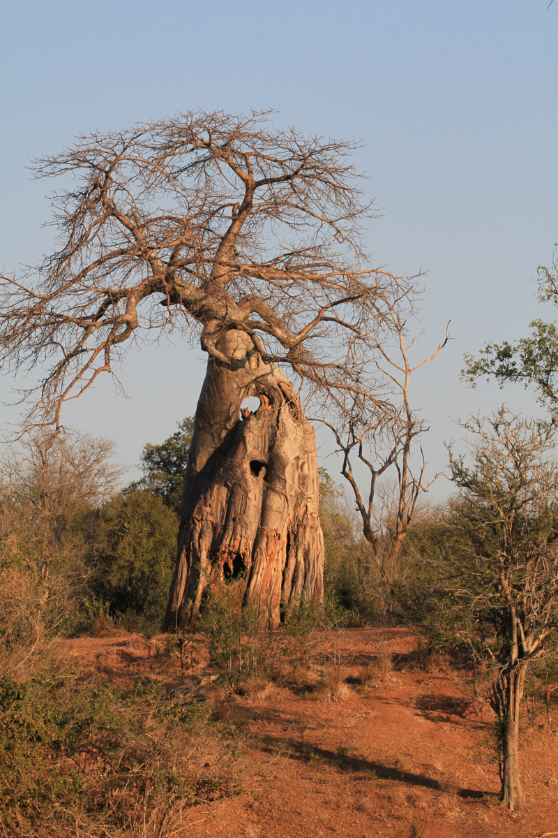 Baobab z oknom