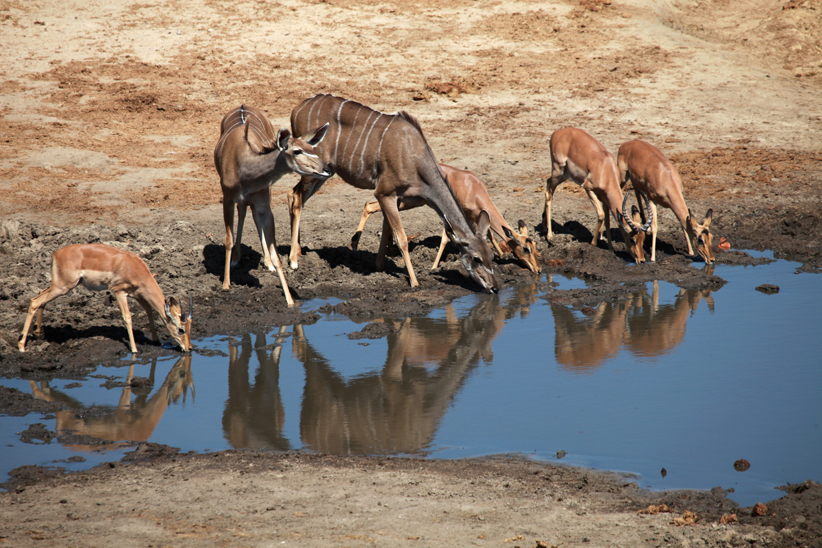 Živali hodijo k vodi pit