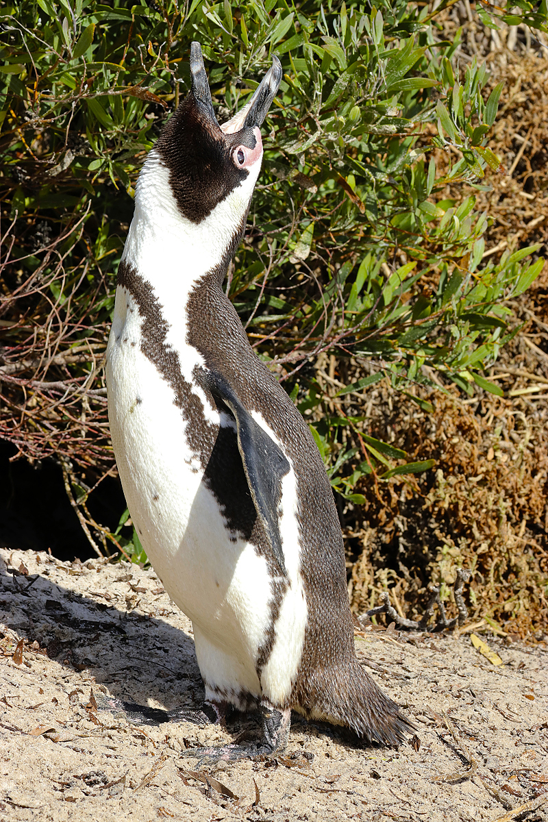 Pingvin je na ves glas "pel" svojo pesem 