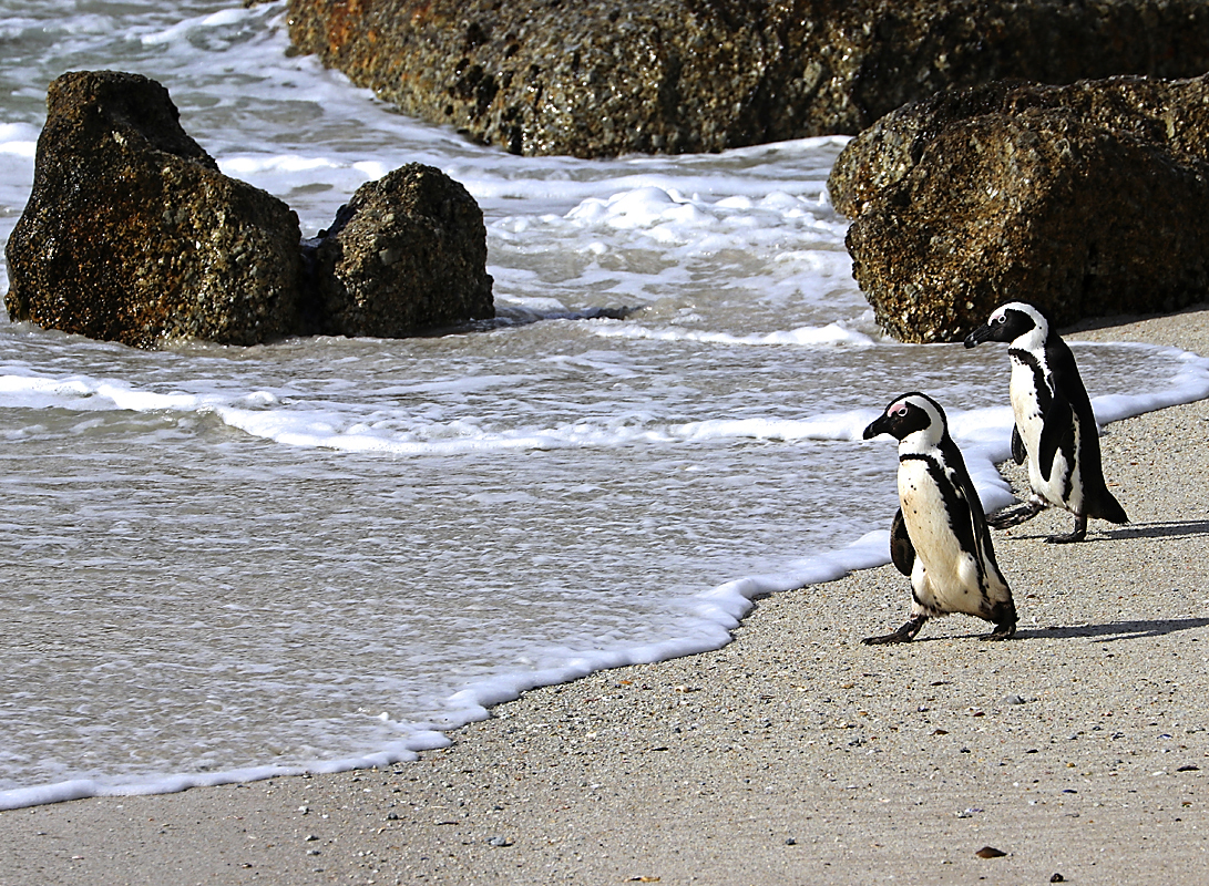 Ljubki pingvini so kot majhni palčki v frakih 