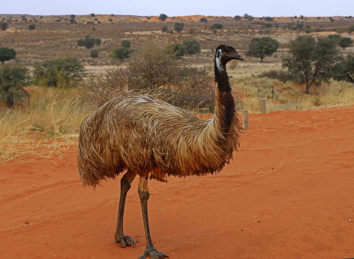 Emu naju je prišel pozdravit in preverit ali imava morda kakšno hrano zanj