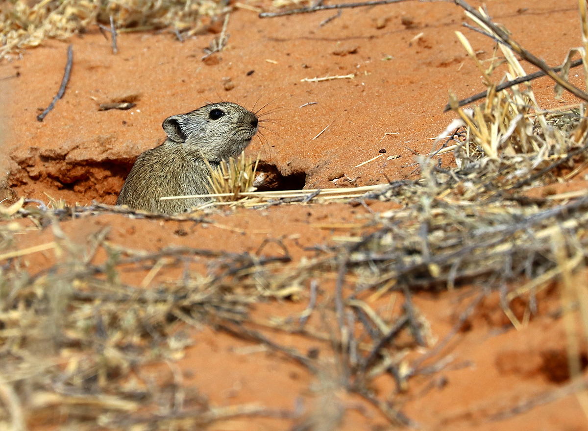 Tudi take prisrčne miške domujejo v Kalahariju