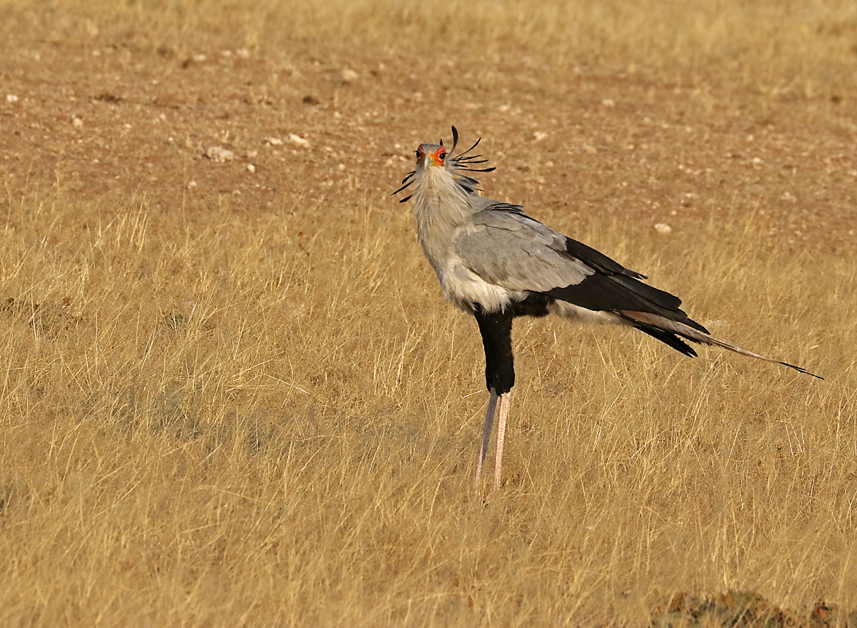 Secretary bird