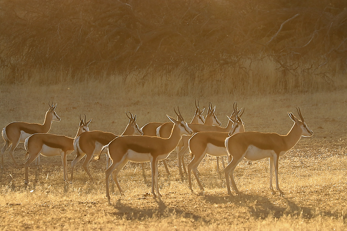 Čreda antilop v prvih jutranjih žarkih sonca