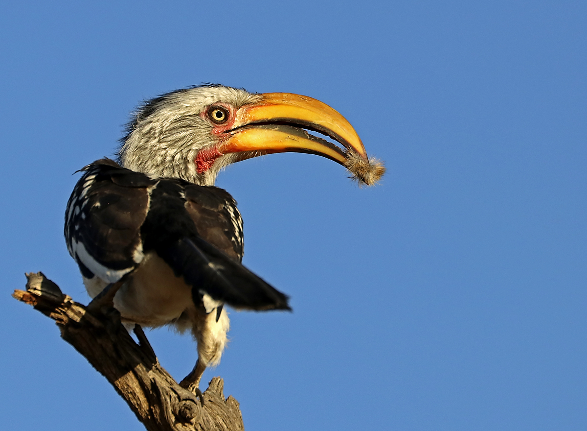 Rumenokljuni hornbil