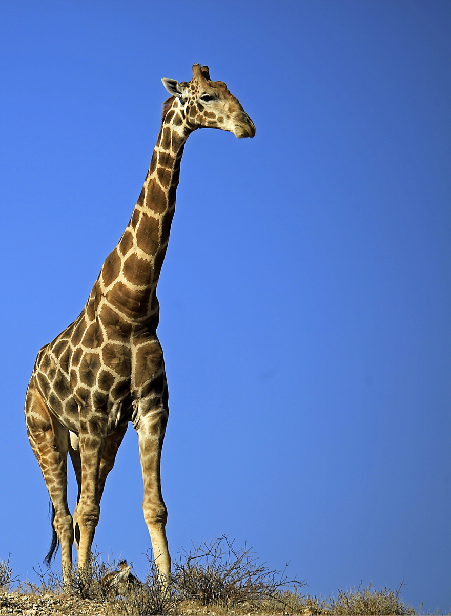 Žirafin vrat komaj ujameš v fotografijo, tako je dolg