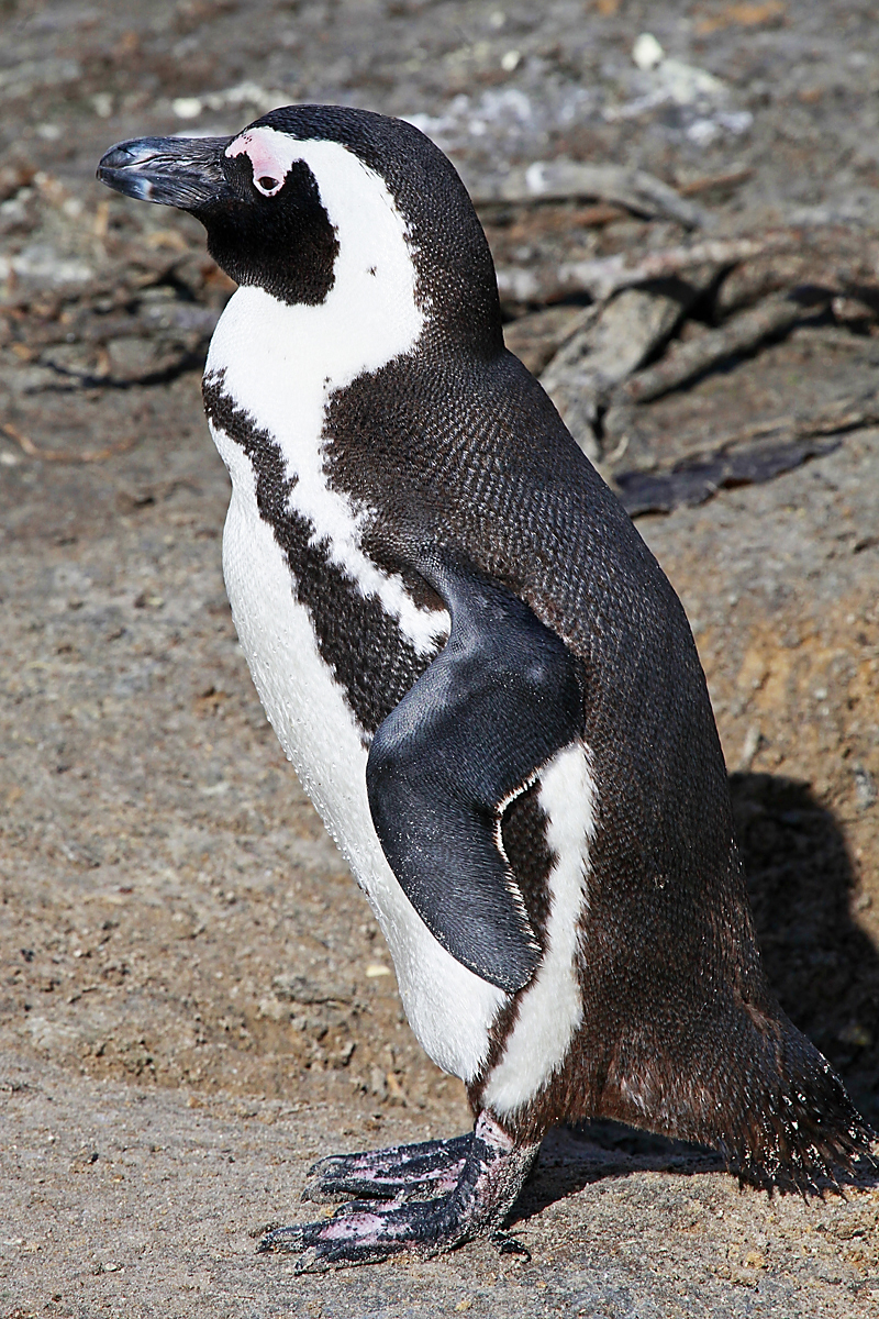 Pingvinček