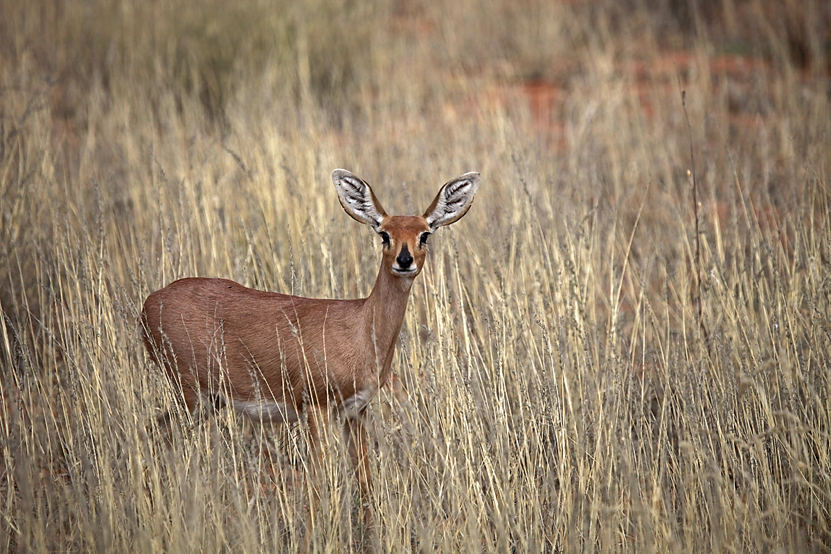 Ena izmed antilop